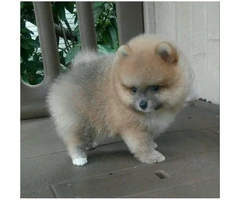 3 Pomeranian Puppies for Sale - 5