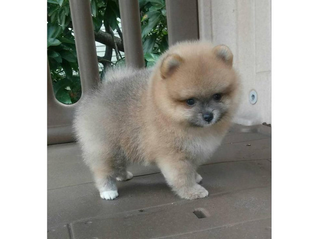 3 Pomeranian Puppies for Sale in Miami, Florida - Puppies ...