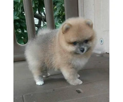 3 Pomeranian Puppies for Sale - 6