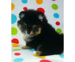 3 Pomeranian Puppies for Sale - 7