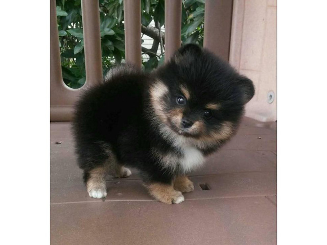 3 Pomeranian Puppies for Sale in Miami, Florida - Puppies ...