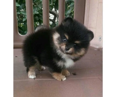 3 Pomeranian Puppies for Sale - 8