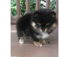 3 Pomeranian Puppies for Sale - 9