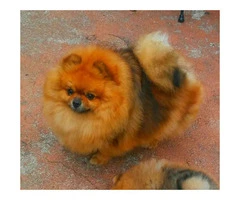 3 Pomeranian Puppies for Sale - 10