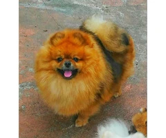 3 Pomeranian Puppies for Sale - 11