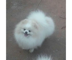 3 Pomeranian Puppies for Sale - 12