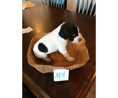 1 Female and 2 Male left German Shorthaired Pointer puppies for sale - 1
