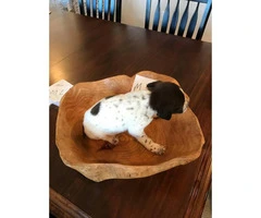 1 Female and 2 Male left German Shorthaired Pointer puppies for sale - 2