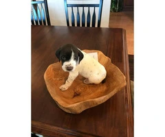 1 Female and 2 Male left German Shorthaired Pointer puppies for sale - 3