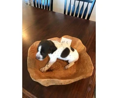1 Female and 2 Male left German Shorthaired Pointer puppies for sale - 4