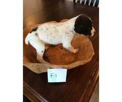 1 Female and 2 Male left German Shorthaired Pointer puppies for sale - 6