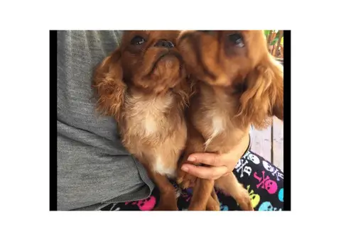 5 month old  males English Toy Spaniel Puppies for Sale
