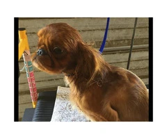 5 month old  males English Toy Spaniel Puppies for Sale - 2