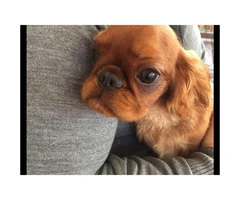 5 month old  males English Toy Spaniel Puppies for Sale - 3