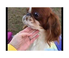 5 month old  males English Toy Spaniel Puppies for Sale - 4