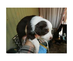 Australian Shepherd puppies for sale 6 Available