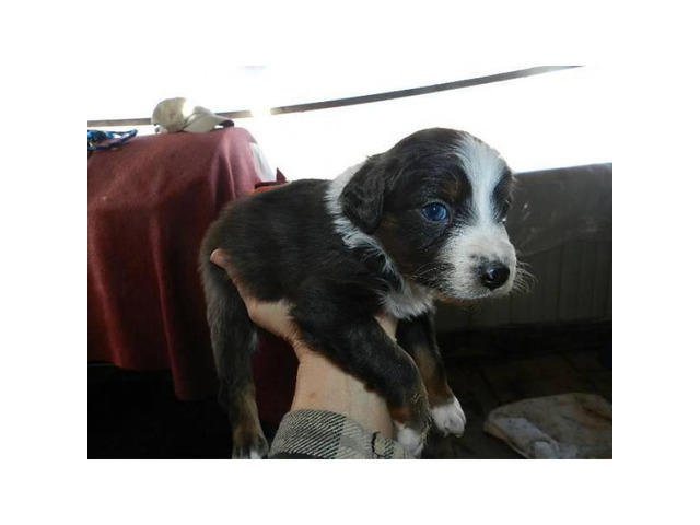 Australian Shepherd puppies for sale 6 Available in ...