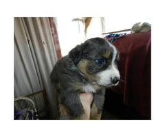 Australian Shepherd puppies for sale 6 Available in Western Australia