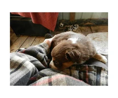 Australian Shepherd puppies for sale 6 Available - 4