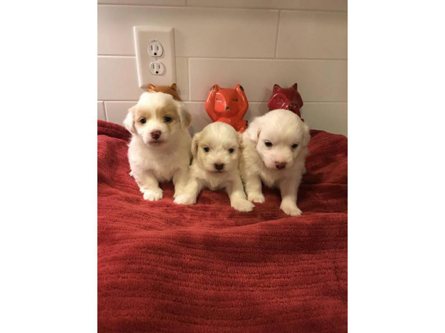 Cute & Tiny White Maltipoo Puppies for Sale Houston - Puppies for Sale ...