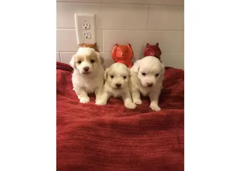 Cute & Tiny White Maltipoo Puppies for Sale