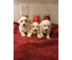 Cute & Tiny White Maltipoo Puppies for Sale - 1