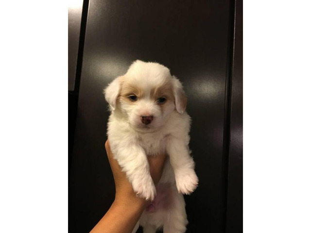 Cute & Tiny White Maltipoo Puppies for Sale in Houston