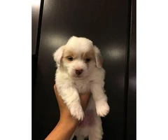 Cute & Tiny White Maltipoo Puppies for Sale - 2