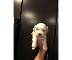 Cute & Tiny White Maltipoo Puppies for Sale - 3