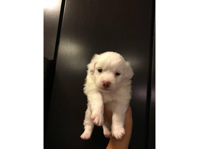 Cute & Tiny White Maltipoo Puppies for Sale in Houston
