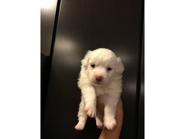 Cute & Tiny White Maltipoo Puppies for Sale in Maine USA