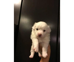 Cute & Tiny White Maltipoo Puppies for Sale - 4