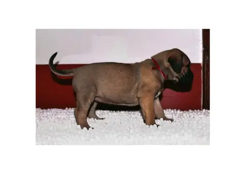 Presa canario puppy