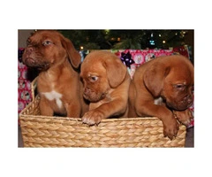 Full blooded French Mastiff Puppies for Sale - 1