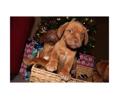 Full blooded French Mastiff Puppies for Sale - 2