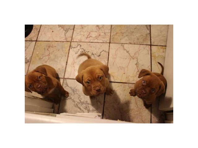 pharosdesign French Mastiff Puppies For Sale In Louisiana