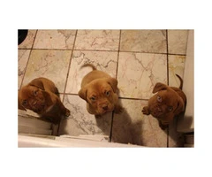 Full blooded French Mastiff Puppies for Sale - 3