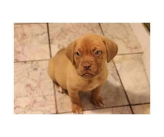 Full blooded French Mastiff Puppies for Sale - 4