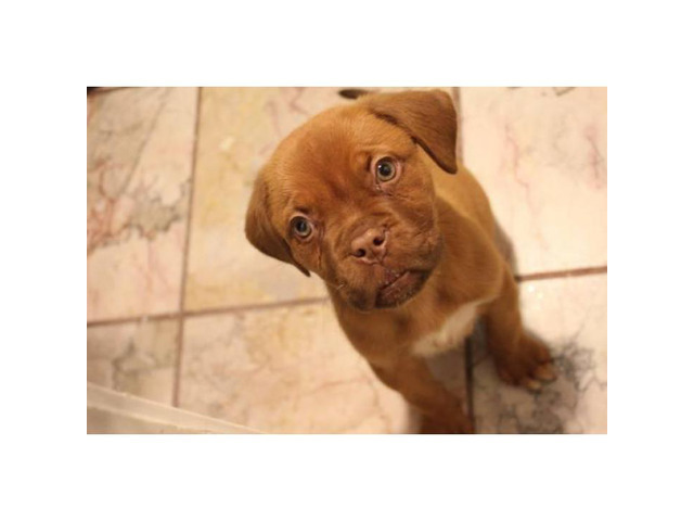 Full blooded French Mastiff Puppies for Sale in Las Vegas