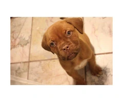 Full blooded French Mastiff Puppies for Sale - 5