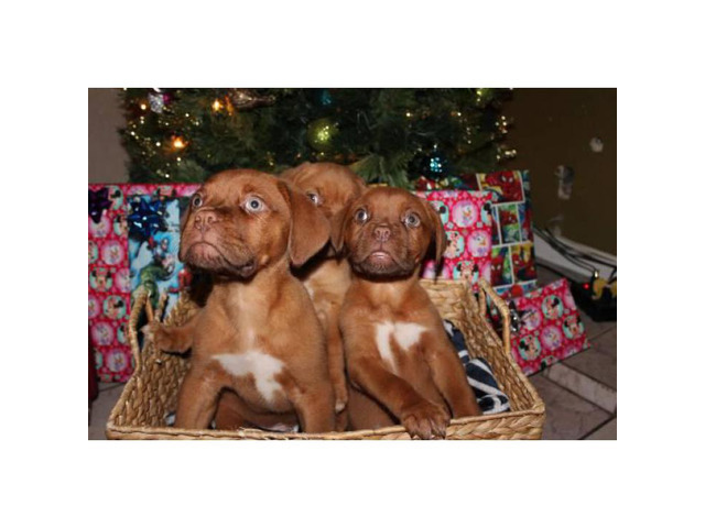 Full blooded French Mastiff Puppies for Sale in Las Vegas
