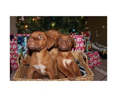 Full blooded French Mastiff Puppies for Sale - 6