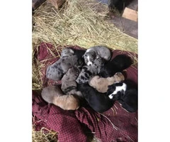 Mixed Blue Heelers for Sale
