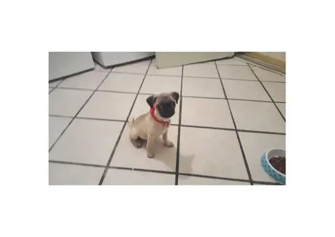 12 weeks old pug puppy for sale