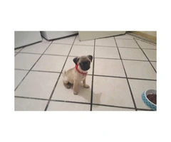 12 weeks old pug puppy for sale