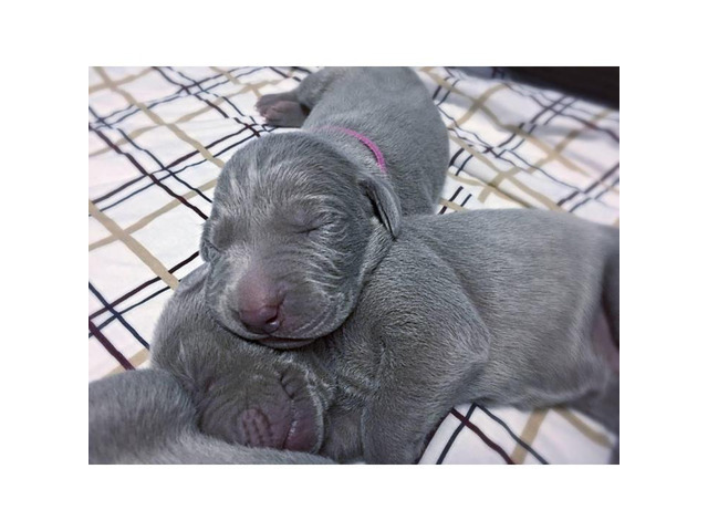 Adorable Weimaraner Puppies for Sale in Knoxville
