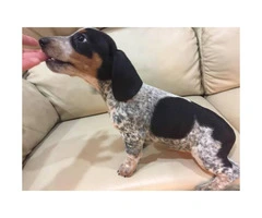 Mini dapple dachshund puppies for sale - one left
