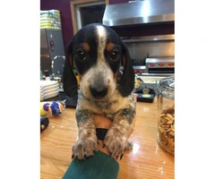 Mini dapple dachshund puppies for sale - one left - 2