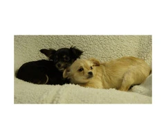 2 Female Chihuahua Puppies Ready to Go