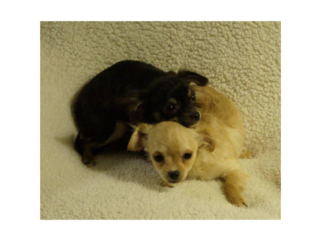 2 Female Chihuahua Puppies Ready to Go in Des Moines, Iowa